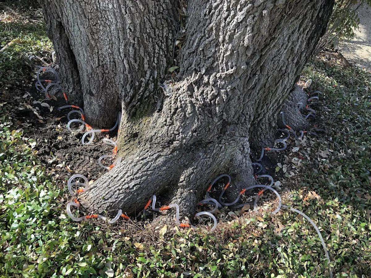 Detailed Tree Cabling and Bracing job site in Indian Head