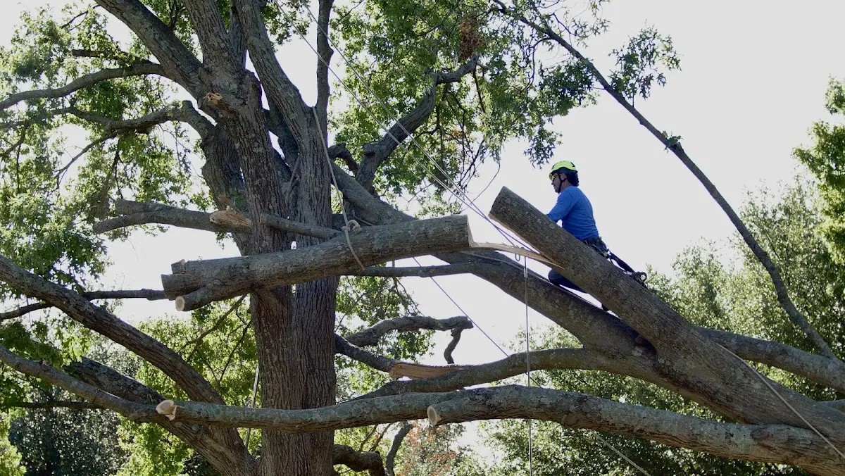 Professional Crown Thinning performed by certified arborists in Indian Head