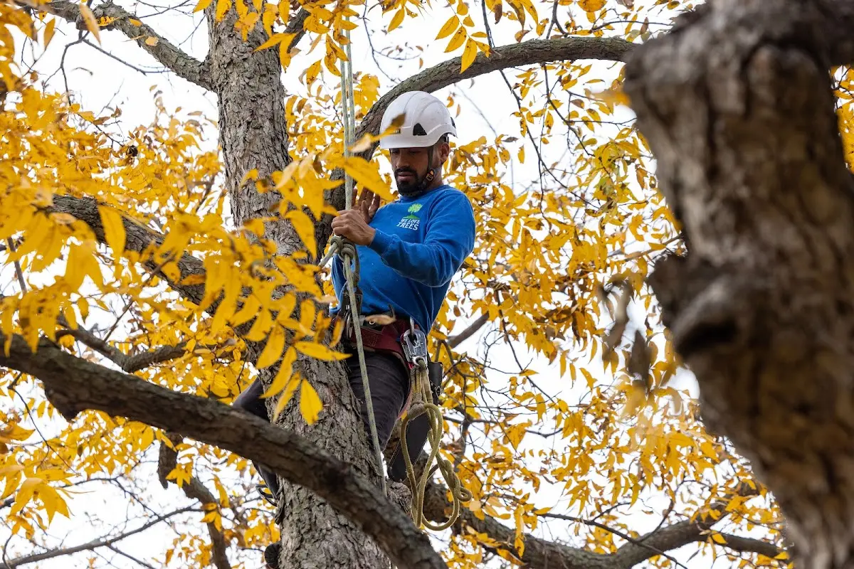 Skilled Tree Planing crew working in Indian Head