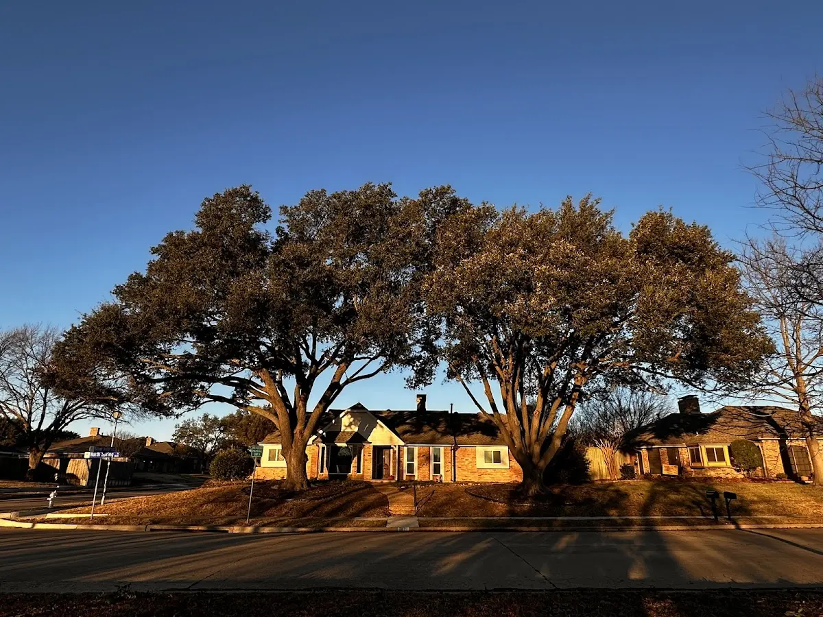 Established residential canopy tree shading a home in Indian Head